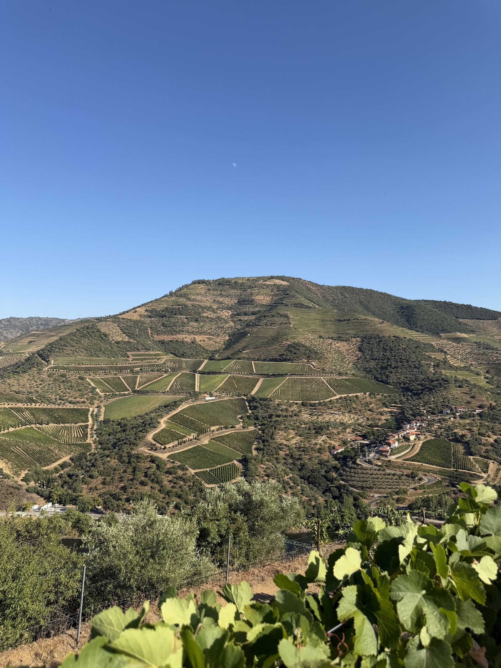 Exclusive Vineyard Estate, Douro — 5